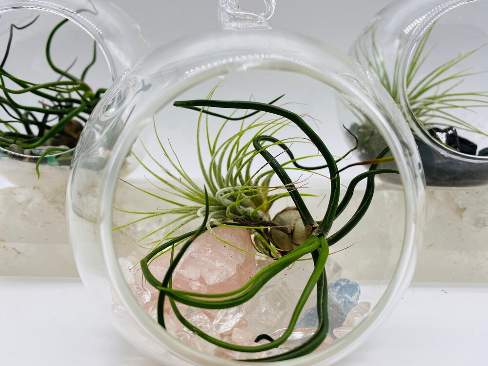 The Lovers Air Plant Globe