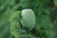 Load image into Gallery viewer, Organic Cedarwood Essential OIl