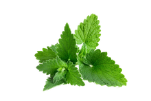 Load image into Gallery viewer, Organic Peppermint Essential Oil