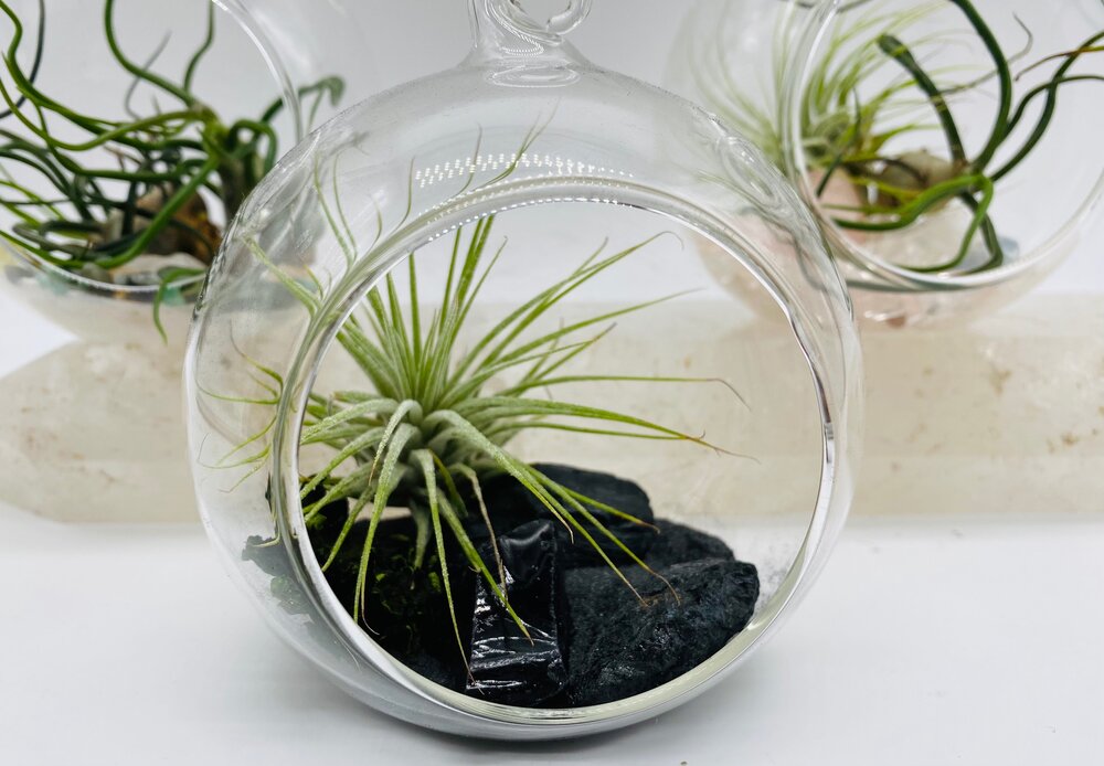 air plant globes Protection Air Plant Globe – Alchemies Child