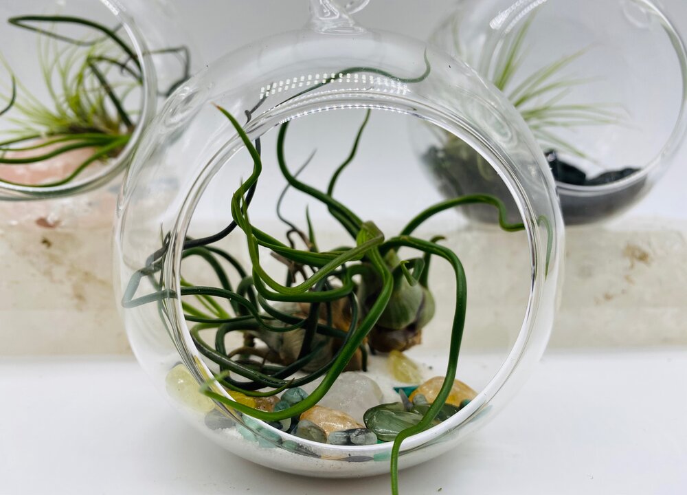 lucky air plant Luck Money Magic Crystal Air Plant – Alchemies Child