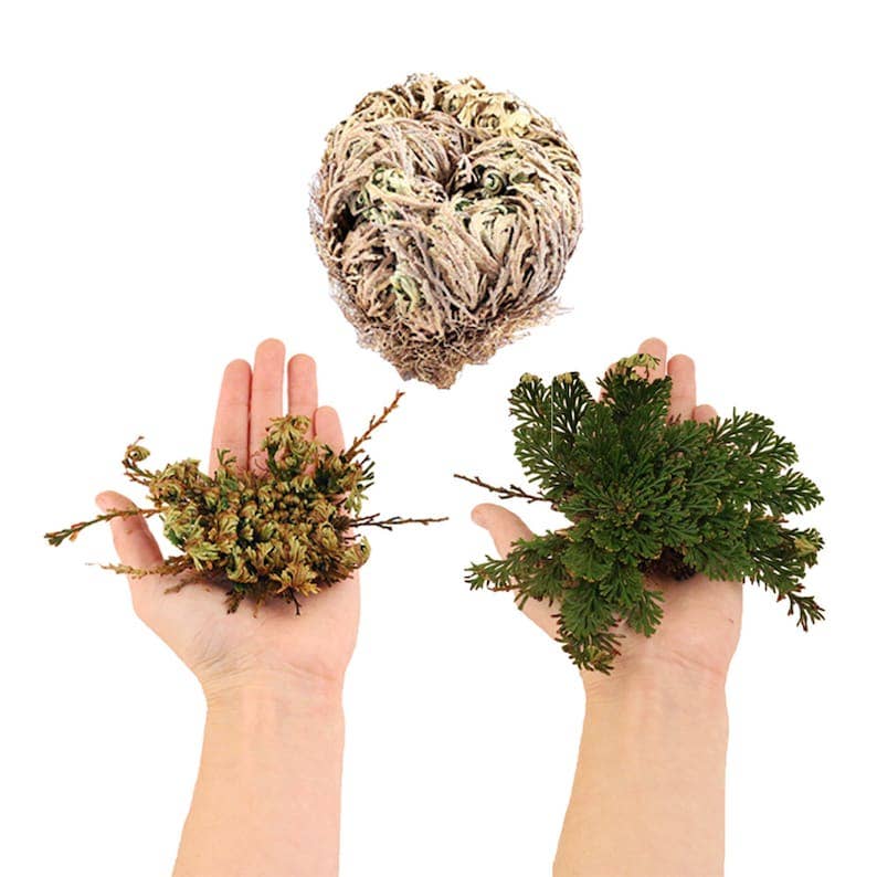 DESIGNS BY DEEKAY INC - 1Lb Rose Flower of Jericho Resurrection Plant by the Pound