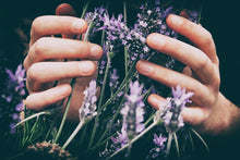 Load image into Gallery viewer, Organic Lavender
